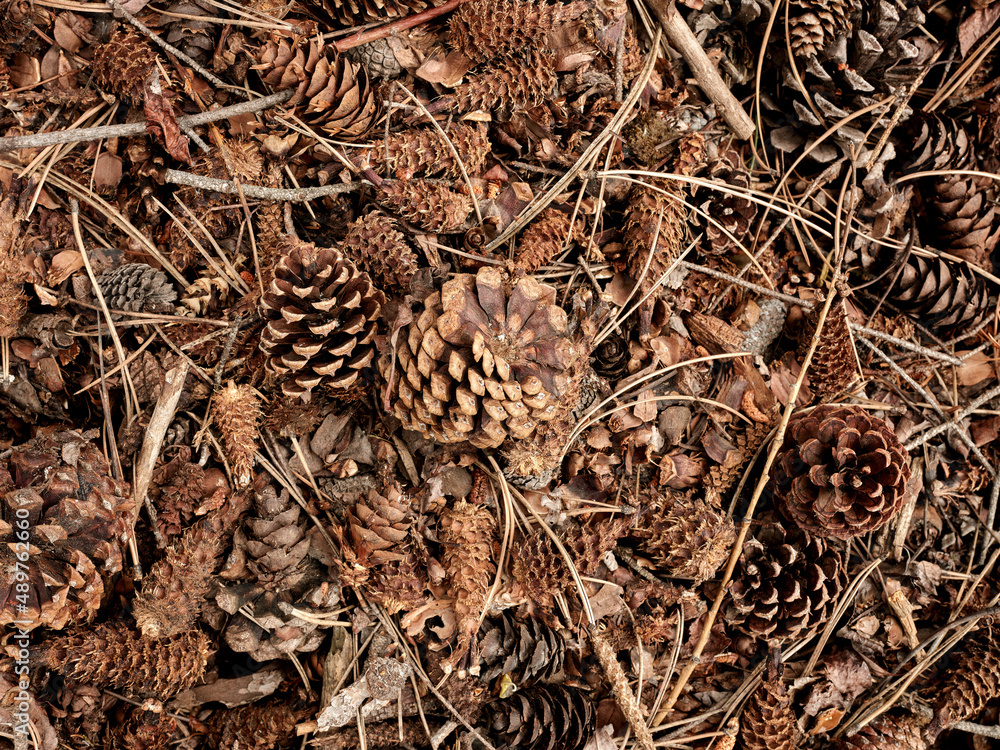 Pine cones on the forest floor in the Rocky Mountains Pine cones on the forest floor in the Rocky Mountains