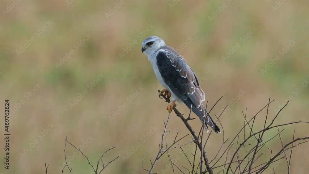 Black-winged Kite or Black-shouldered Kite, Elanus caeruleus, small diurnal bird of prey in the family Accipitridae, long-winged grey or white raptor, black shoulder patches, wing tips and eye stripe. Black-winged Kite or Black-shouldered Kite, Elanus caeruleus, small diurnal bird of prey in the family Accipitridae, long-winged grey or white raptor, black shoulder patches, wing tips and eye stripe.