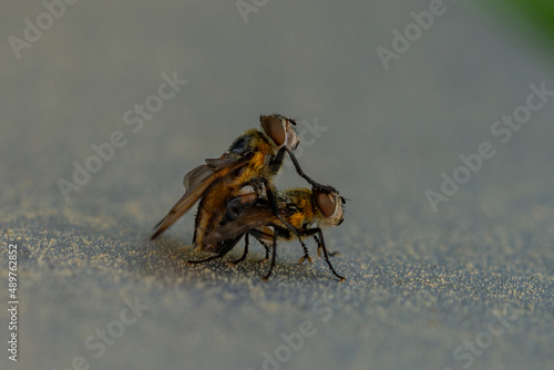 Two flies paring macro close up