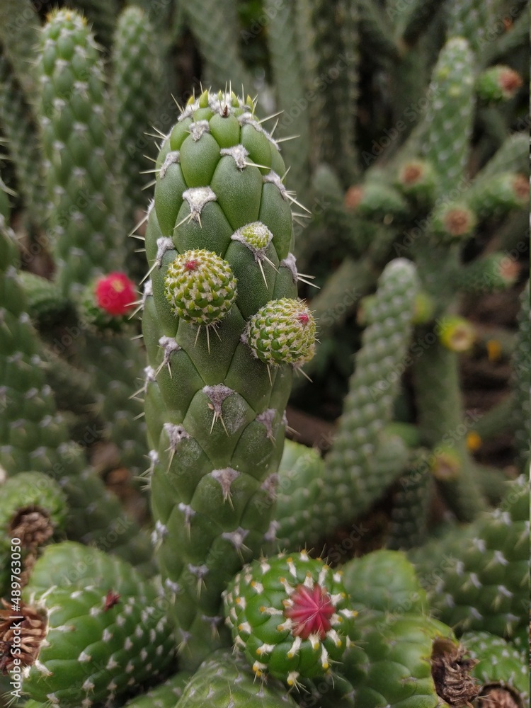 cactus cactus