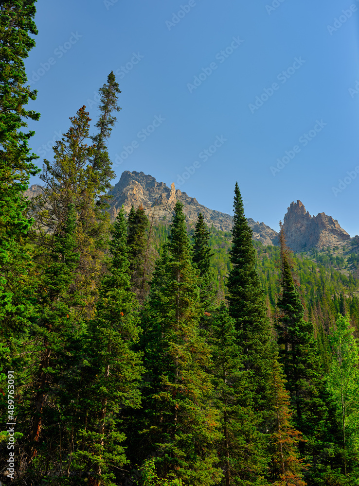 Pine trees and granite and limestone mountain peaks in a vertical image Pine trees and granite and limestone mountain peaks in a vertical image