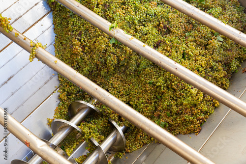 Freshly harvested white grape in corkscrew crusher destemmer, winemaking process photo