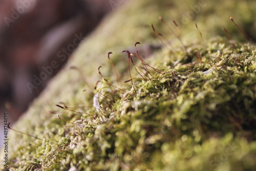 Moss in the winter forest © Nolan