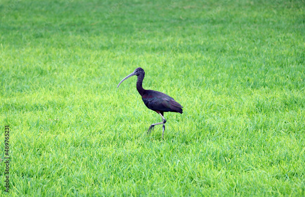 Fototapeta premium Brauner Sichler (Plegadis falcinellus) oder