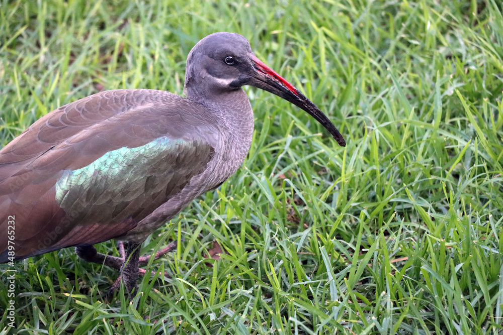 Naklejka premium Hagedasch (Bostrychia hagedash) sucht auf Wiese nach Futter