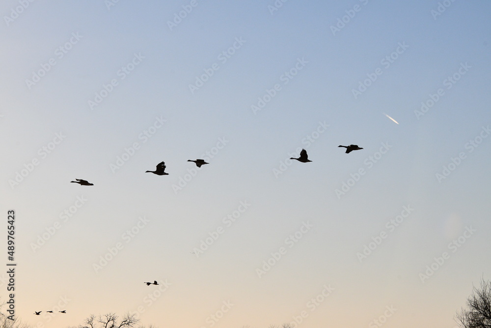 Geese Flying in a Sunset Sky