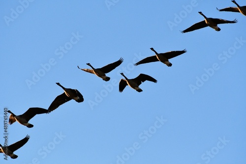 Flock of Geese in a Blue Sky