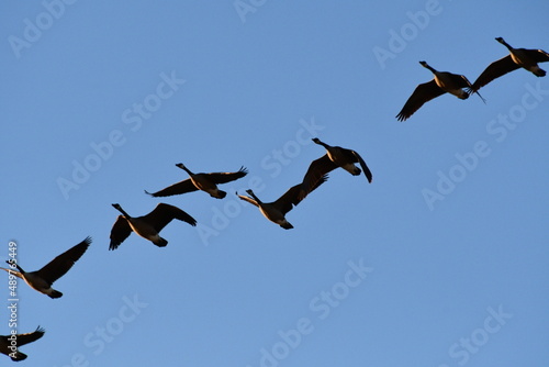 Flock of Geese in a Blue Sky