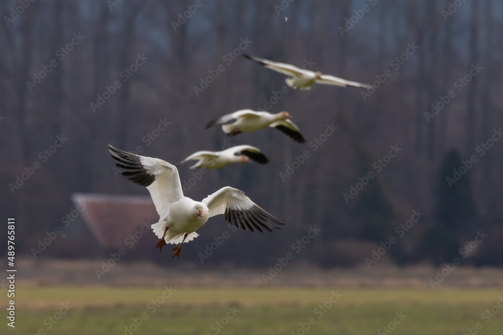 Winter Snow Geese Flocks in Skagit Valley Washington Winter Snow Geese Flocks in Skagit Valley Washington