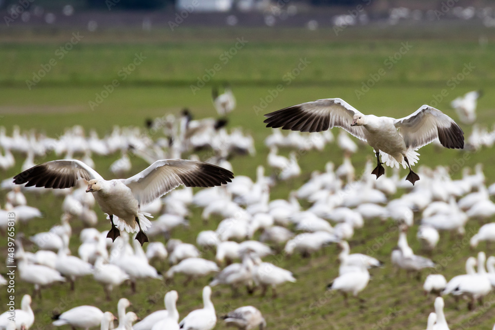 Obraz premium Winter Snow Geese Flocks in Skagit Valley Washington
