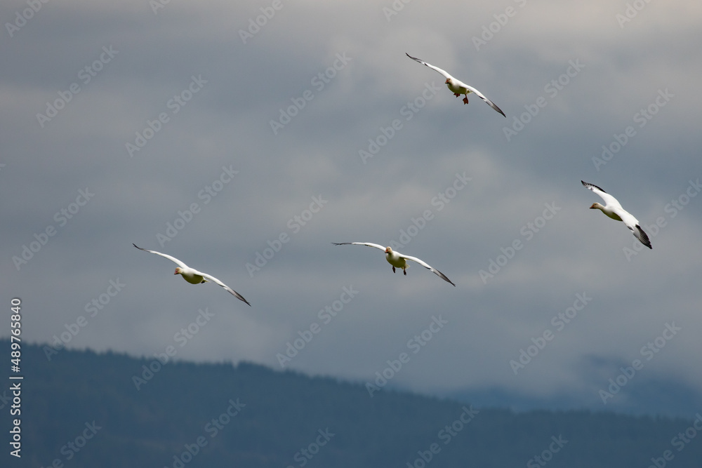 Fototapeta premium Winter Snow Geese Flocks in Skagit Valley Washington