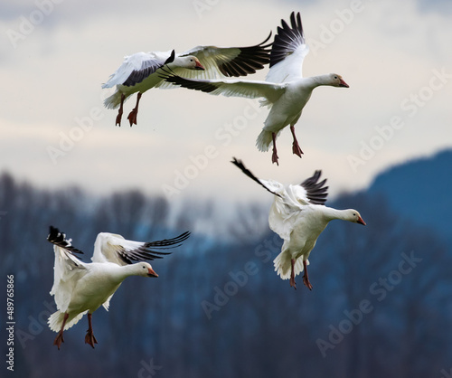 Winter Snow Geese Flocks in Skagit Valley Washington
