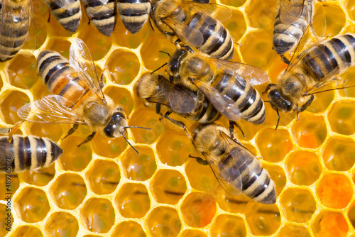 Closeup of bees working in the hive in summer.