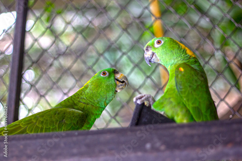 Two Parakeets playing in a Cage in San Jose, Costa Rica on a Sunny Day