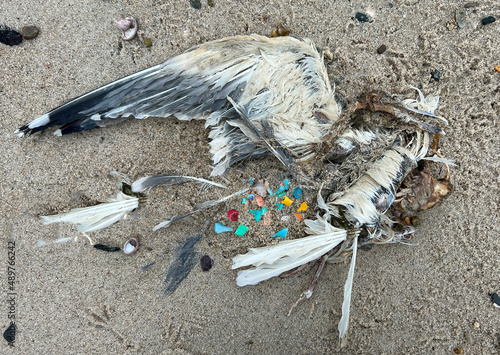 Seagull with Plastics at Chatham, Cape Cod photo