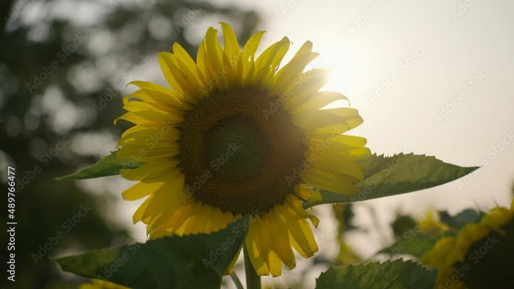 Vidéo Stock Footage B roll SLOW MOTION 4k, Yellow sunflower. Beautiful