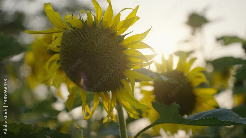 Vidéo Stock Footage B roll SLOW MOTION 4k, Yellow sunflower. Beautiful