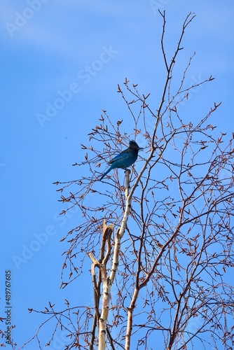 Stellar’s Jay bird on a branch