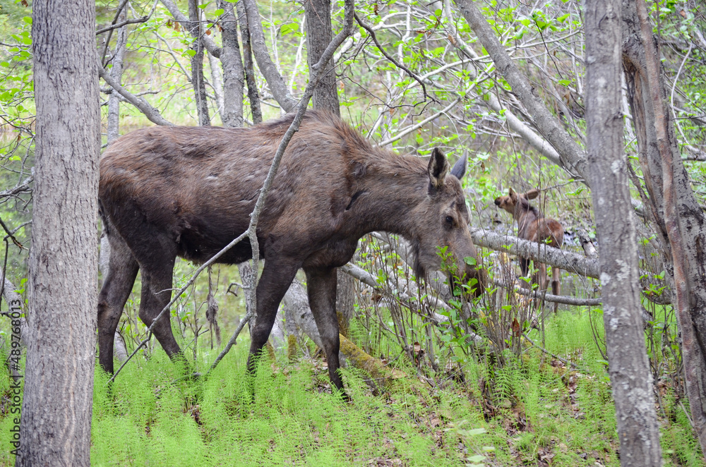 Spectacular young reindeer hidden among vegetation and tree trunks in Alaska, USA, United States of America Spectacular young reindeer hidden among vegetation and tree trunks in Alaska, USA, United States of America