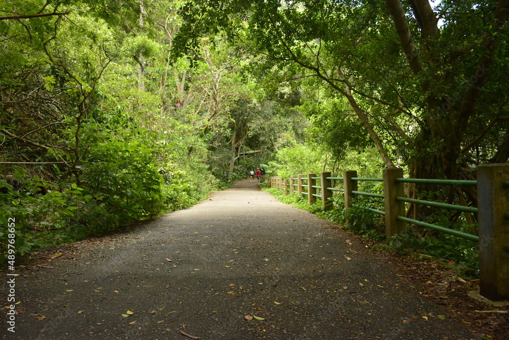 Fototapeta premium Vegetação encontrada na Trilha do Morro da Urca