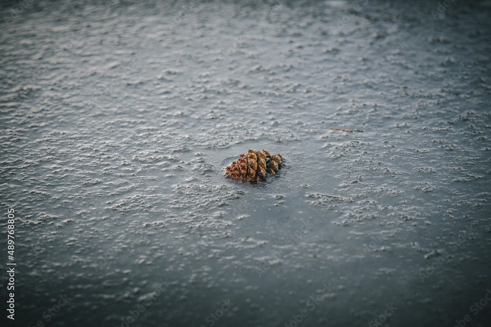 Pinecone in frozen river in Bend Oregon Pinecone in frozen river in Bend Oregon