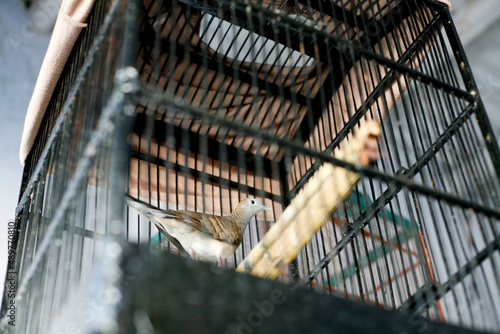 Turtledove bird in a cage. Perkutut is an endemic bird from Indonesia. photo