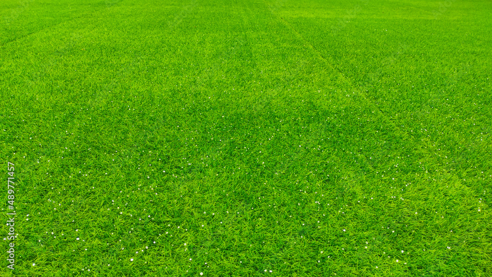 Abstract Defocused Green grass carpet with a few styrofoam grains in the Cicalengka Tourism area, Indonesia Abstract Defocused Green grass carpet with a few styrofoam grains in the Cicalengka Tourism area, Indonesia