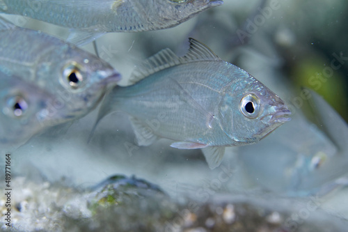 Macro shot of small school of Silver Jenny Mojarras (Eucinostomus harengulus).
