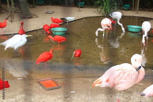 garza blanca, flamencos e ibis escarlata photo