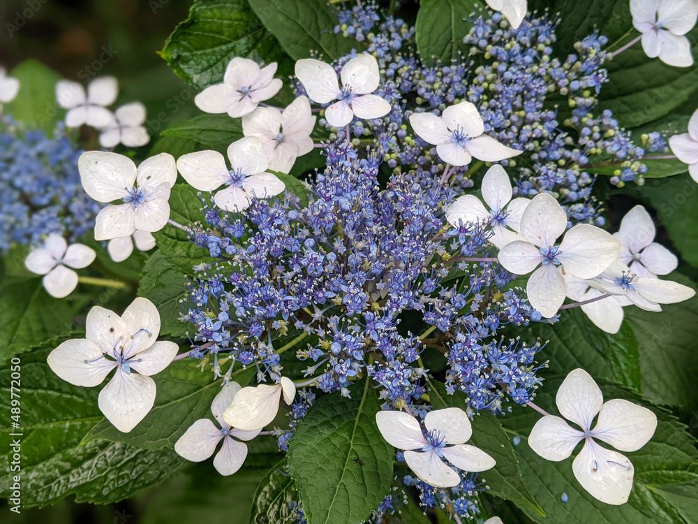 Closeup of blue lacecap hydrangea in bloom in a southern back yard.