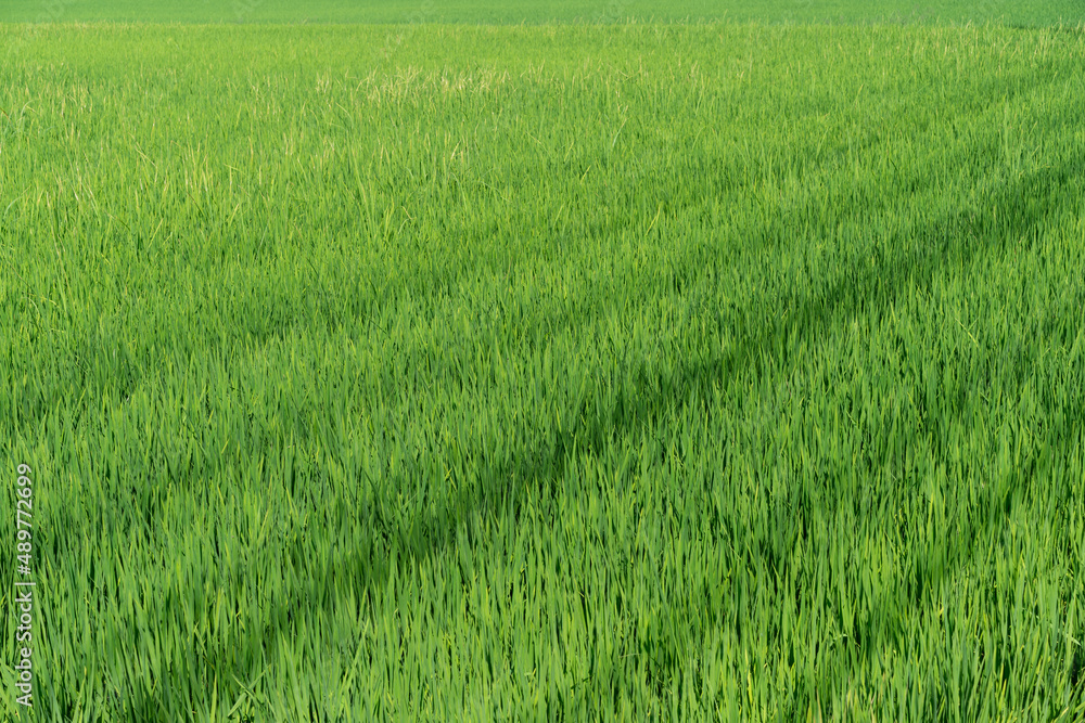 Green rice seedlings that are growing out of a grain of rice. rice field in water season. Green rice seedlings that are growing out of a grain of rice. rice field in water season.