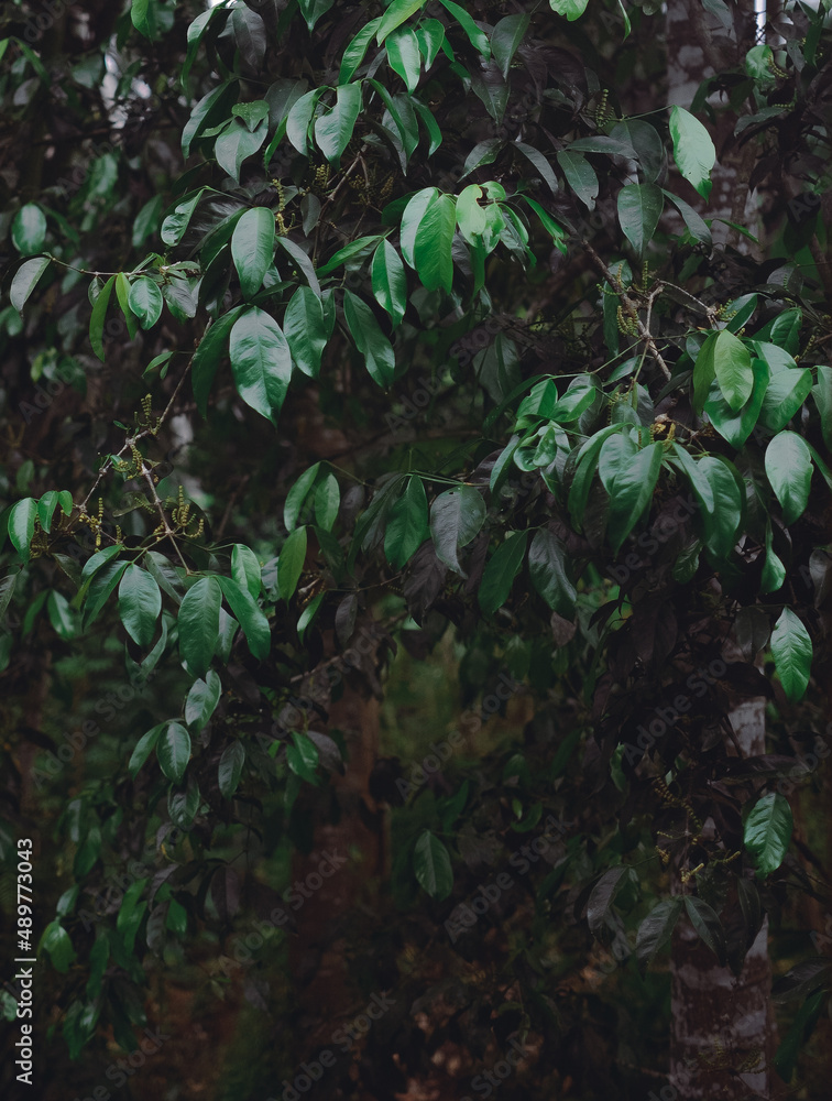 green tropical wet tree with leaves and black and white trunk close up green tropical wet tree with leaves and black and white trunk close up