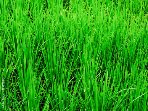 agricaltural crop background of green rice field