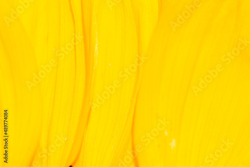 Abstract intense yellow color orange curve lines background.