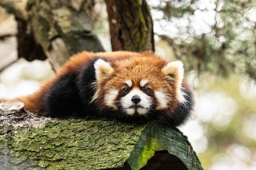 Obraz premium Red Panda looking at you