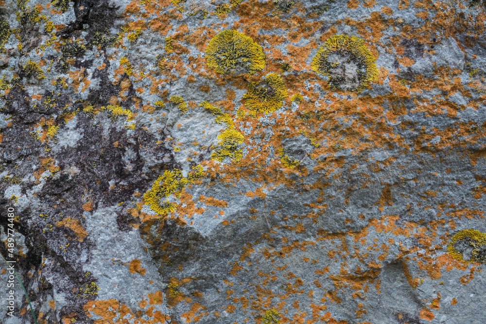 Yellow and gold moss covered seaside rock up close. Yellow and gold moss covered seaside rock up close.