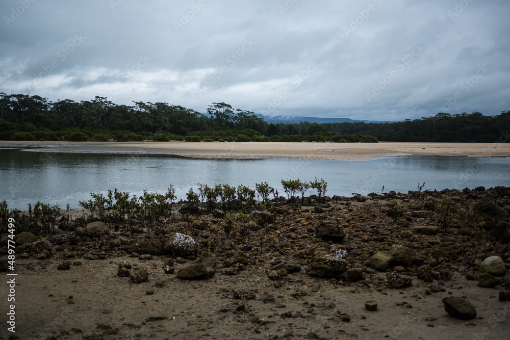 Mangrove inlet on Australian South Coast.