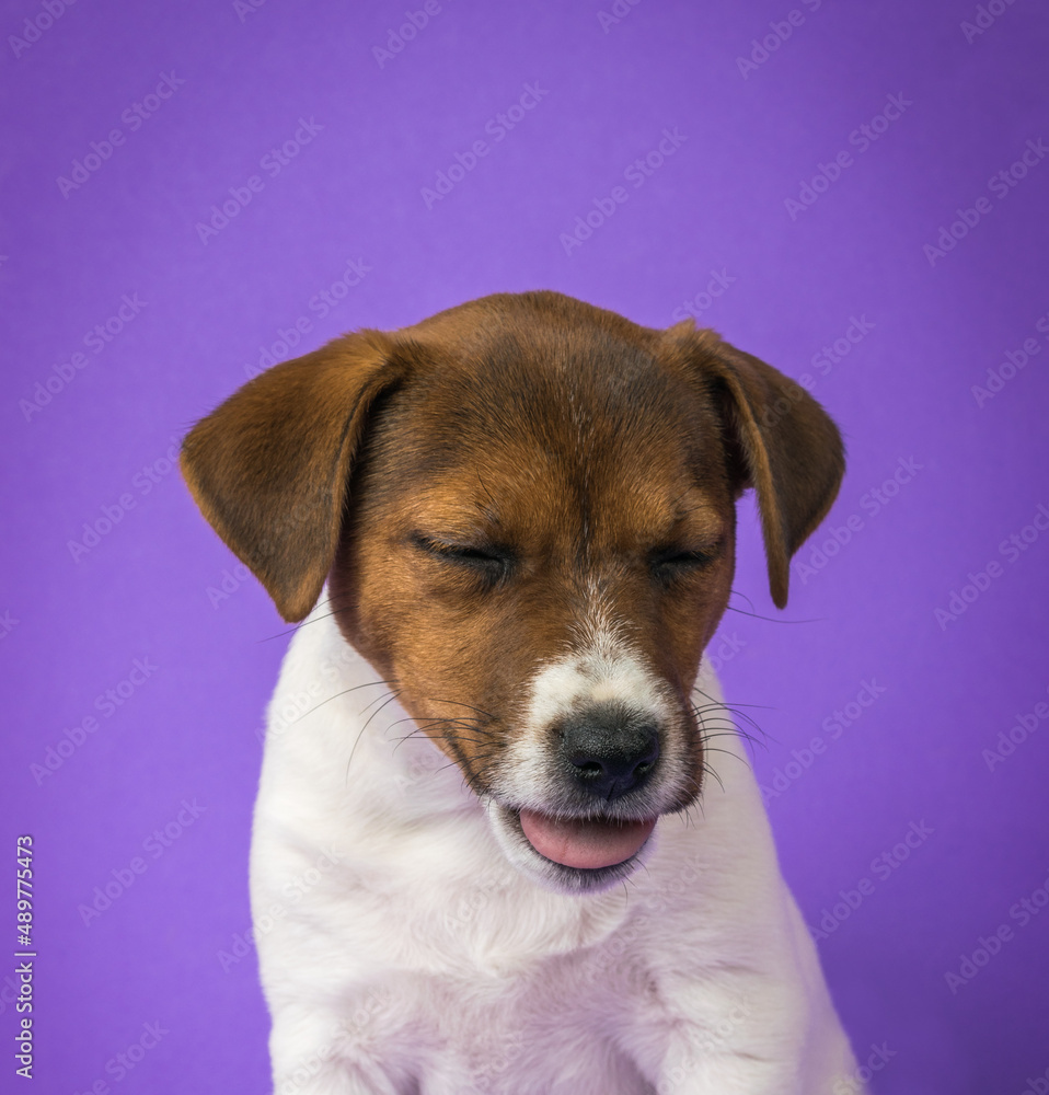 Portrait of a Jack Russell terrier with closed eyes on a purple background.