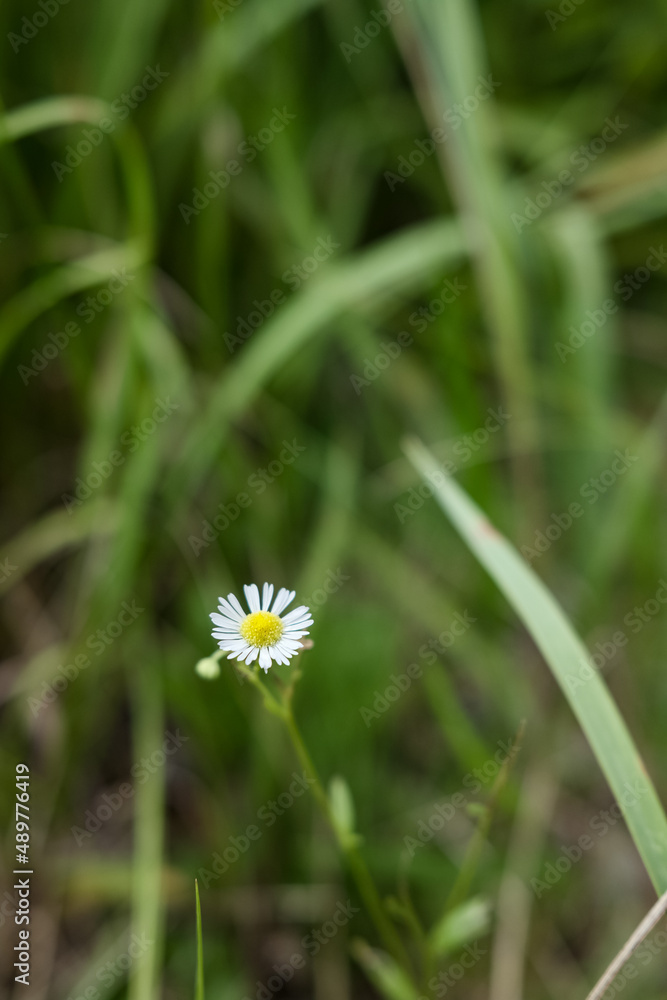 Close up beautiful daisy small flower with yellow pollen, white metal and blurred green leaf background Close up beautiful daisy small flower with yellow pollen, white metal and blurred green leaf background