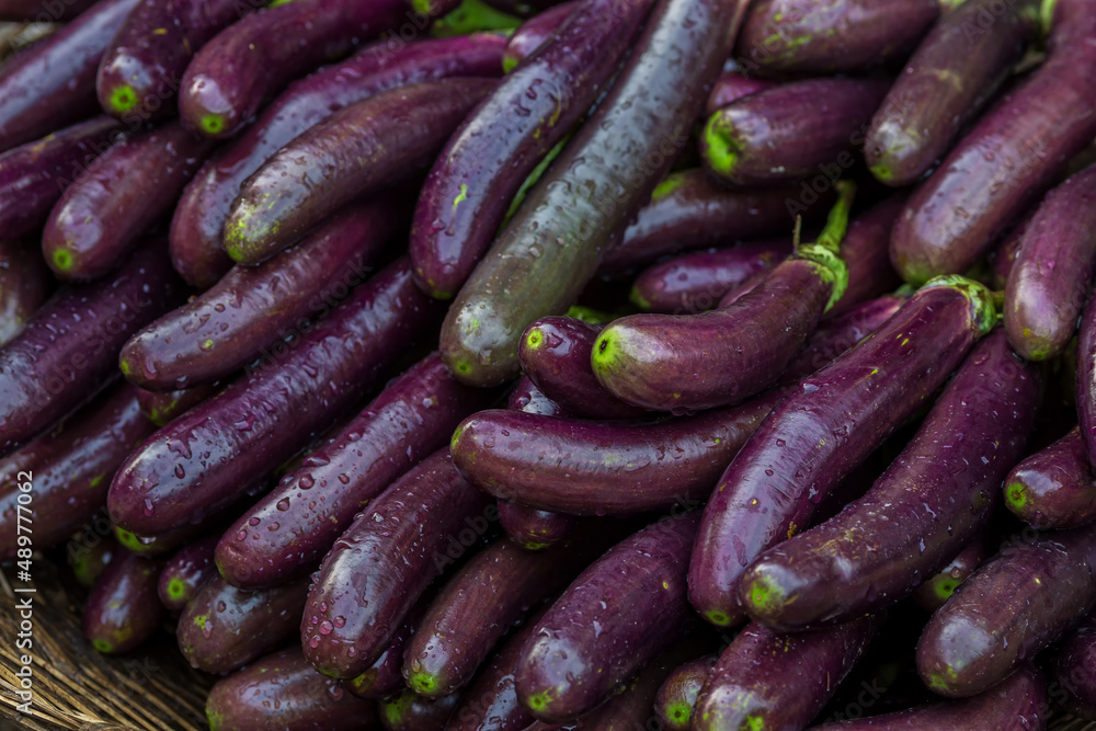 Green purple eggplant vegetables at the market. Close-up views of farm-fresh purple eggplant vegetables. Green purple eggplant vegetables at the market. Close-up views of farm-fresh purple eggplant vegetables.