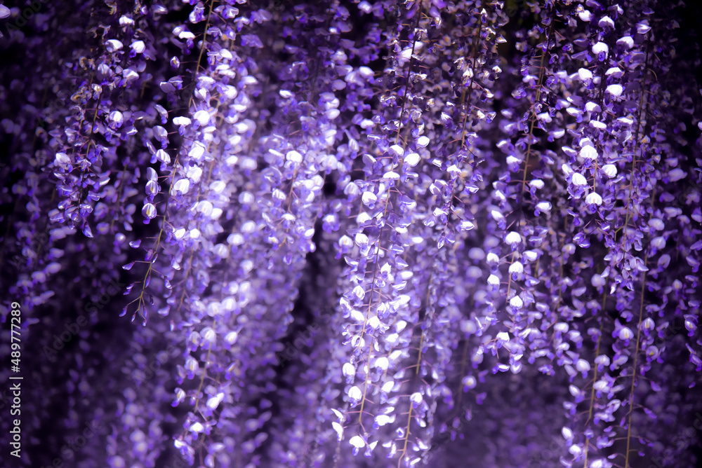 ライトアップされた藤棚 藤の花 日本 Stock Photo Adobe Stock