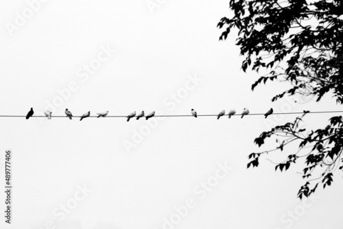Some pet pigeons sitting in line on the electric wire. Birds lined up on electric wires black and white view.