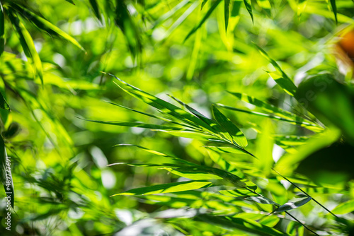 Asian bamboo leaves, Green leaf on blurred greenery background. Beautiful leaf texture in sunlight. Natural green background.
