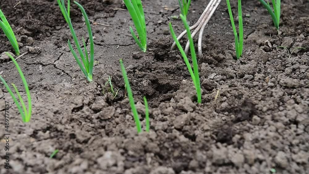 Hand of female farmer in glove loosening soil on onion bed using a hoe, slow motion. Concept of growing organic vegetables. Hand of female farmer in glove loosening soil on onion bed using a hoe, slow motion. Concept of growing organic vegetables.