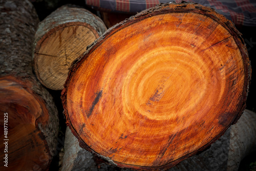 Large irregular tree cut in a circular circle pattern on wood texture background. The texture of colored wood logs cut. Wood storage for the industry. Abstract Background.