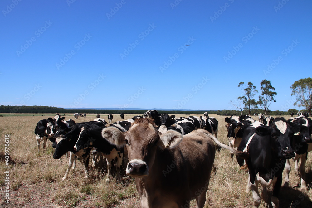 Curious cows in the Western District of Victoria, Australia.