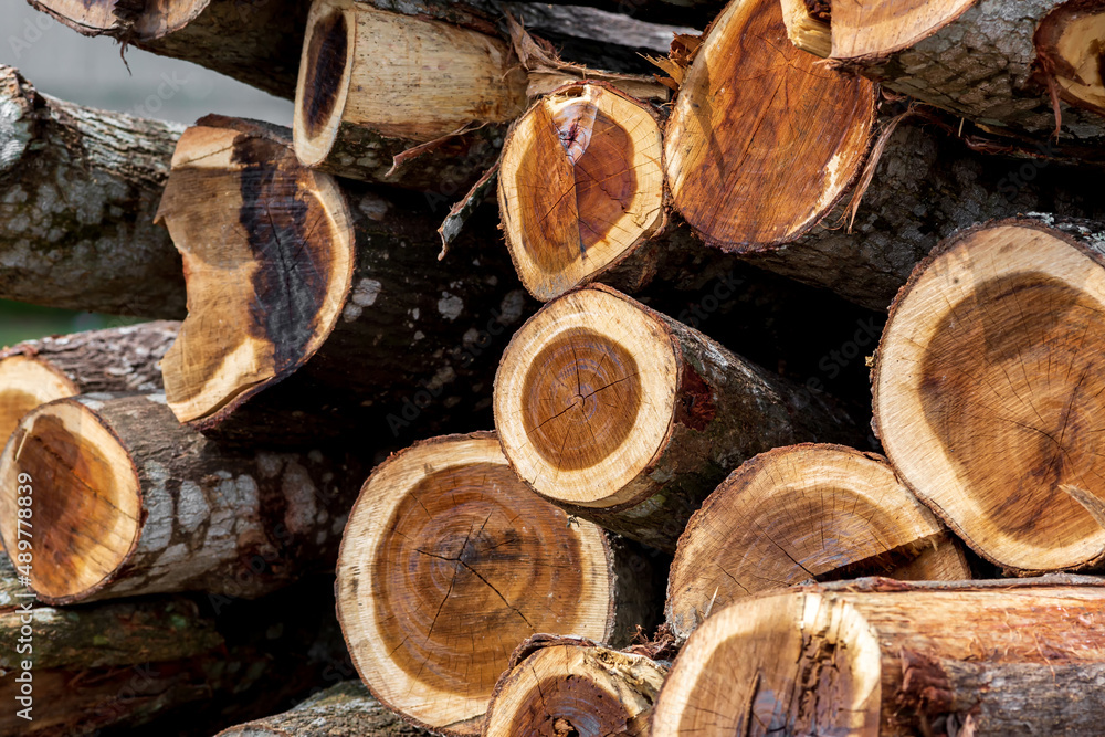 An irregular pattern of large circular pieces of natural wood in the middle of the forest. Colored felled tree trunks. Woodcut tree trunk logs stacked prepared. An irregular pattern of large circular pieces of natural wood in the middle of the forest. Colored felled tree trunks. Woodcut tree trunk logs stacked prepared.