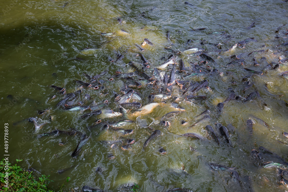 Pangasius fish or Vietnamese catfish are scrambling to eat in a farming ...