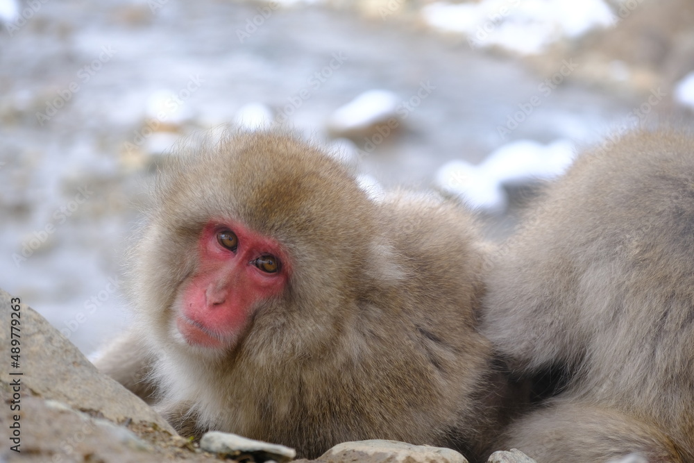 wild snow monkey 地獄谷野猿公苑のサル