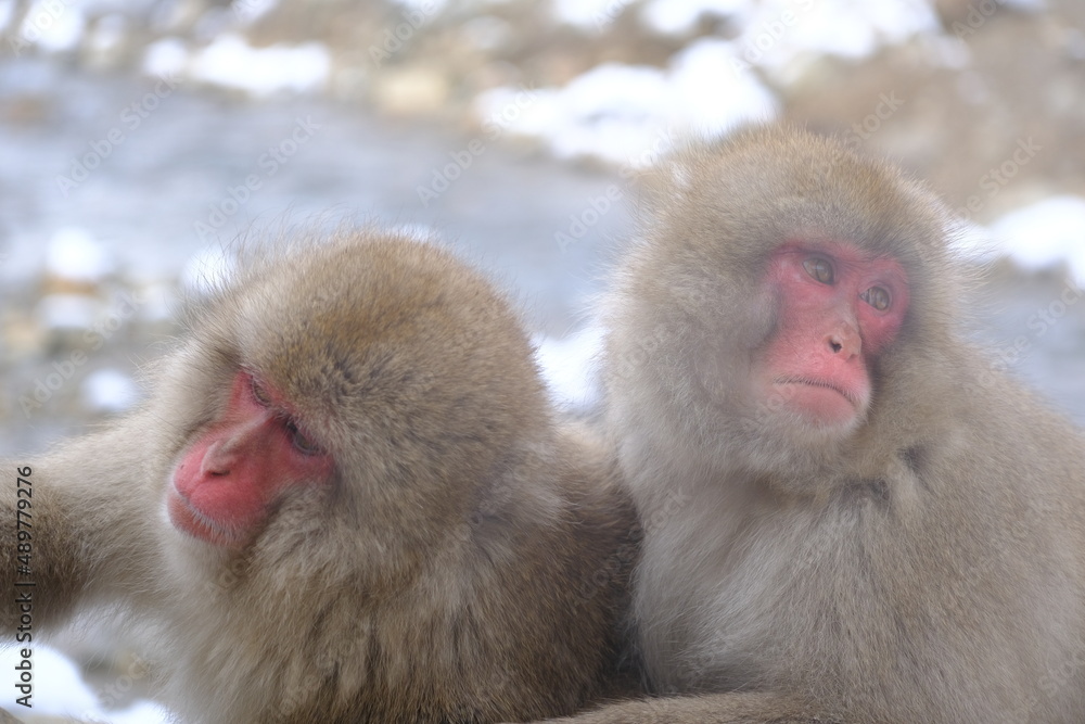 wild snow monkey 地獄谷野猿公苑のサル wild snow monkey 地獄谷野猿公苑のサル